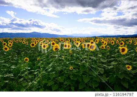 夏の空とひまわり畑 夏の空とひまわり畑 116194797