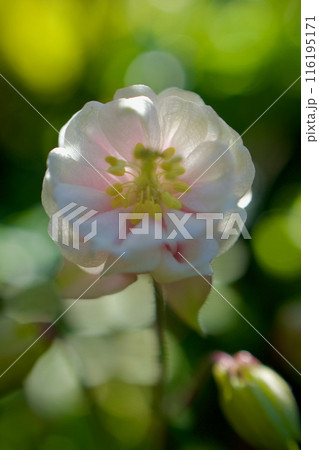 西洋オダマキの花言葉は、真っ直ぐ突き進む強さを思わせる。「愚か」「必ず手に入れる」「勝利への決意」 西洋オダマキの花言葉は、真っ直ぐ突き進む強さを思わせる。「愚か」「必ず手に入れる」「勝利への決意」 116195171