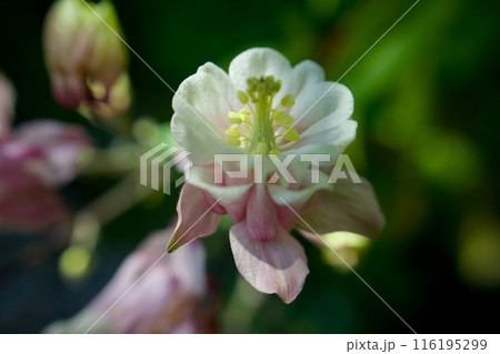 西洋オダマキの花言葉は、真っ直ぐ突き進む強さを思わせる。「愚か」「必ず手に入れる」「勝利への決意」 116195299
