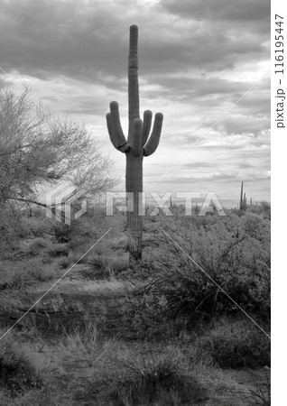 Sonora Desert Arizona in Infrared Sonora Desert Arizona in Infrared 116195447