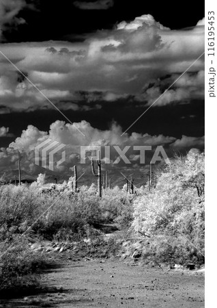 Sonora Desert Arizona in Infrared 116195453