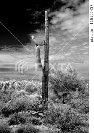 Sonora Desert Arizona in Infrared 116195457