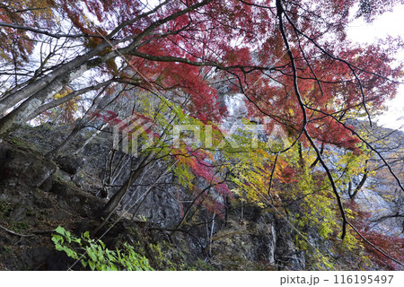 岩櫃山、登山、群馬県 岩櫃山、登山、群馬県 116195497