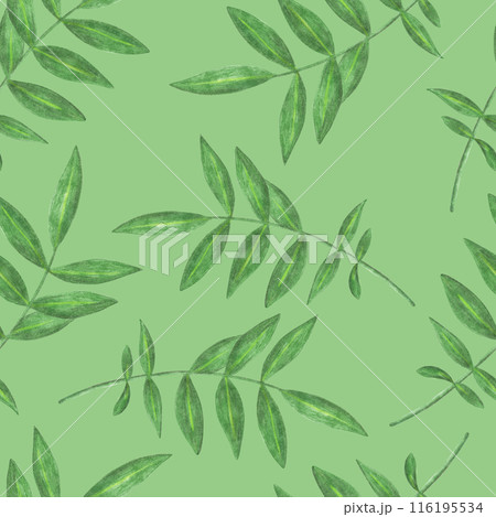 Marigold Flower Leaves Seamless Pattern. Floral Leaf Digital Paper. Marigold Flower Leaves Seamless Pattern. Floral Leaf Digital Paper. 116195534