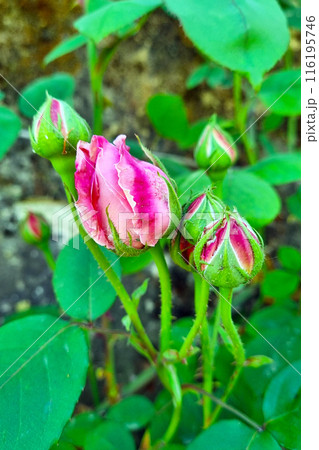 Blooming Pink Rose Buds in a Garden Nature Photography for Posters and Cards Blooming Pink Rose Buds in a Garden Nature Photography for Posters and Cards 116195746