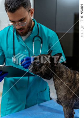 Male veterinarian examining dogs ears and looking involved 116195864