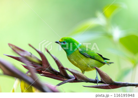Blue-naped chlorophonia (Chlorophonia cyanea), Minca, Sierra Nevada, Magdalena department. Wildlife and birdwatching in Colombia 116195948