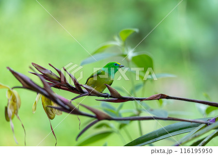 Blue-naped chlorophonia (Chlorophonia cyanea), Minca, Sierra Nevada, Magdalena department. Wildlife and birdwatching in Colombia 116195950