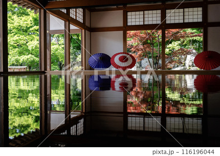 宝徳寺の春の床もみじ 横 斜め 宝徳寺の春の床もみじ 横 斜め 116196044