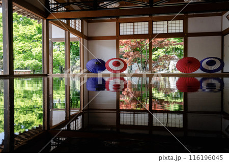 宝徳寺の春の床もみじ 横 斜め 宝徳寺の春の床もみじ 横 斜め 116196045