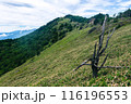 夏の大菩薩嶺の稜線 116196553