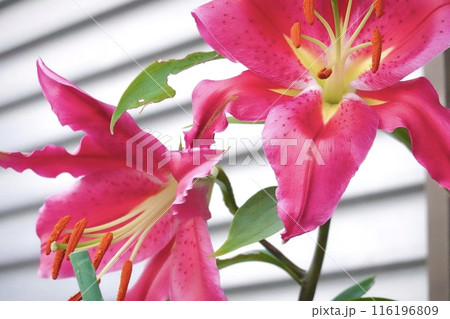 ルビーカサブランカ ルビーカサブランカ 116196809