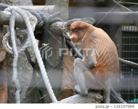 テングザル 116197066