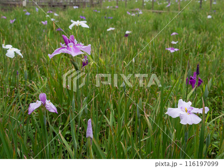 紫色と薄紫色の花を咲かせた花菖蒲の群生 116197099