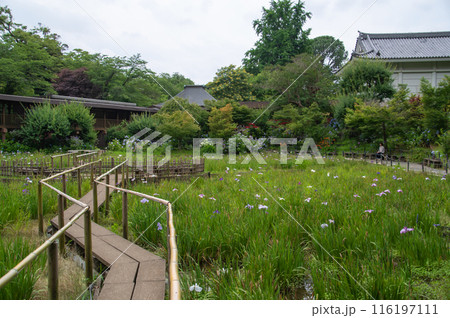 木道の両側に薄紫色や白色の花を咲かせた花菖蒲の群生 116197111