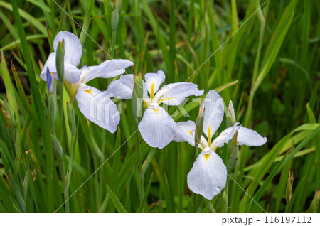 白色の花を咲かせた花菖蒲クローズアップ三連 116197112