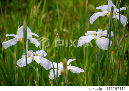 白色の花を咲かせた五輪の花菖蒲クローズアップ 116197113
