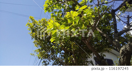 今年は実の数が少ない我が家の梅の木の実 116197245