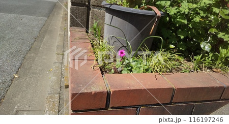 門扉花壇に咲くイモカタバミの桃色の花 門扉花壇に咲くイモカタバミの桃色の花 116197246