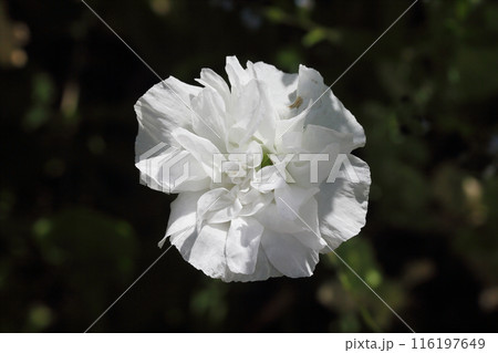 Poppy   (Papaver orientale) 116197649