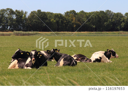 Cow 116197653