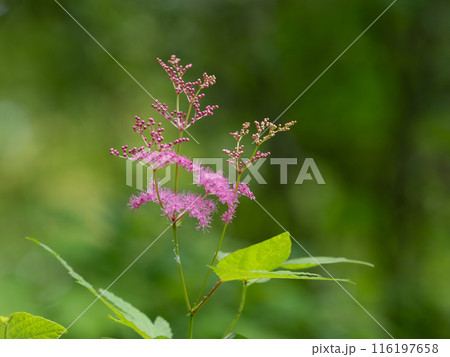 美しい山野草のシモツケソウ 116197658
