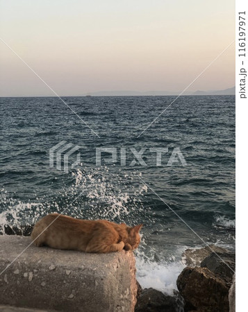 cat looking on sea 116197971
