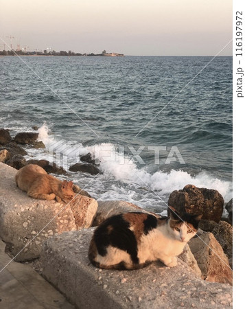 couple of cats resting on coast 116197972