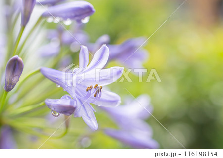 春の陽を浴びるアガパンサス 116198154