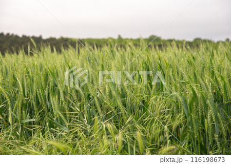 Green wheat growing in field with tirbune view on background Green wheat growing in field with tirbune view on background 116198673