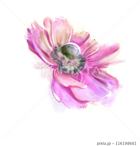 Pink anemone isolate watercolor. Spring delicate flowers. Floral print. Marker drawing. For Wedding and birthday composition. Greeting card.Hand drawn illustration. Pink anemone isolate watercolor. Spring delicate flowers. Floral print. Marker drawing. For Wedding and birthday composition. Greeting card.Hand drawn illustration. 116198681
