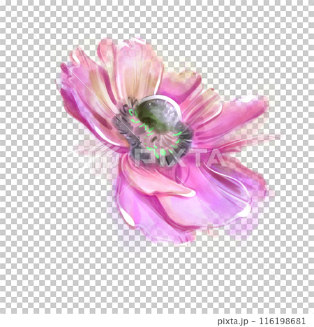 Pink anemone isolate watercolor. Spring delicate flowers. Floral print. Marker drawing. For Wedding and birthday composition. Greeting card.Hand drawn illustration. Pink anemone isolate watercolor. Spring delicate flowers. Floral print. Marker drawing. For Wedding and birthday composition. Greeting card.Hand drawn illustration. 116198681