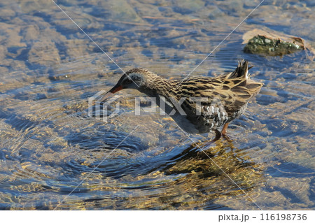 川を歩くクイナ 116198736