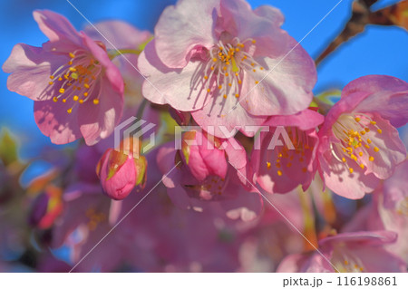 上関城山歴史公園河津桜 上関城山歴史公園河津桜 116198861
