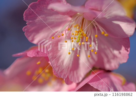 上関城山歴史公園河津桜 上関城山歴史公園河津桜 116198862