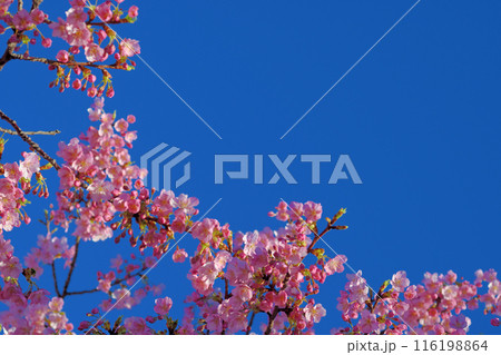 上関城山歴史公園河津桜 上関城山歴史公園河津桜 116198864