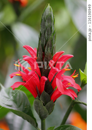 Pachystachys coccinea   Cardinals guard 116198949