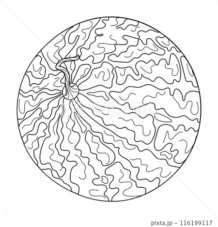Fresh juicy Whole watermelon, summer fruit Hand drawn doodle style coloring page 116199117