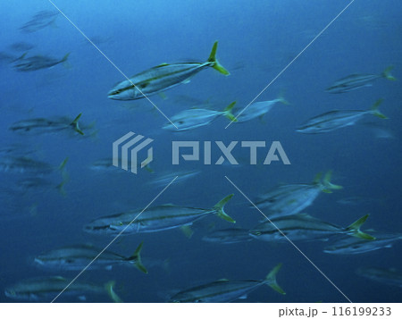 水中写真（ハマチ） 116199233