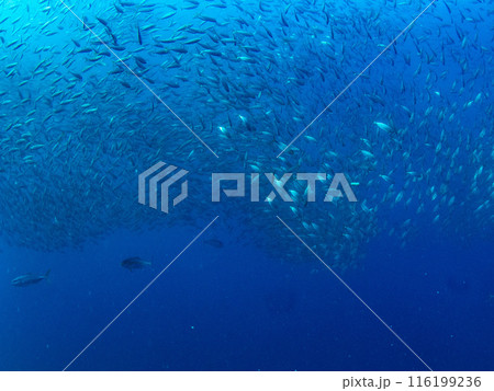 水中写真（アジの群れ） 116199236