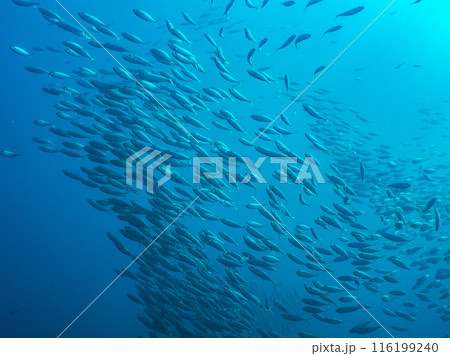 水中写真（アジの群れ） 116199240