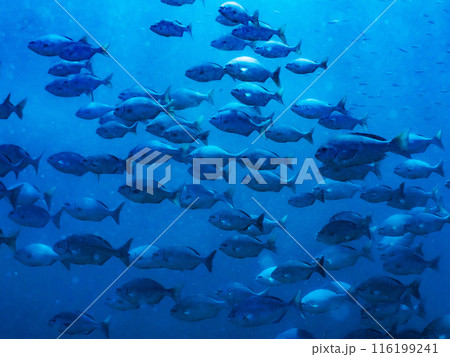 水中写真（群れ） 116199241