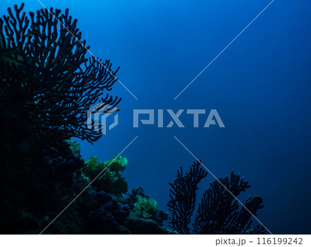 水中写真 116199242