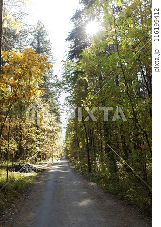 Sunlit dirt road in fall forest park. Natural beauty and tranquility in autumn sunny day. 116199412