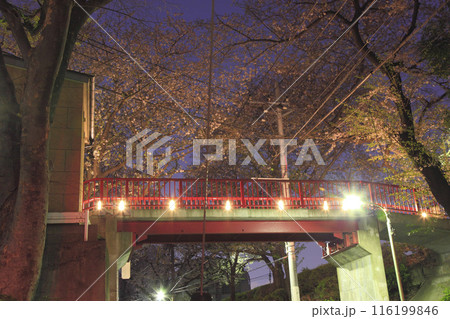 田園調布本町 桜坂 桜橋 夕景 116199846