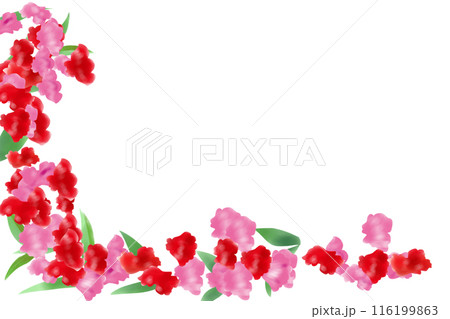 鳳仙花（ホウセンカ）の花のカード1 116199863