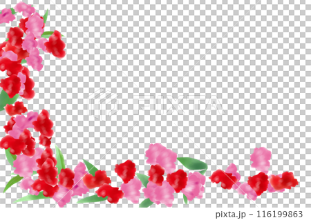 鳳仙花（ホウセンカ）の花のカード1 116199863