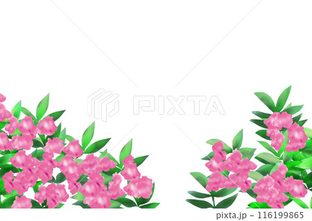 鳳仙花（ホウセンカ）の花のカード3 116199865