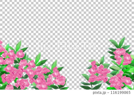 鳳仙花（ホウセンカ）の花のカード3 116199865