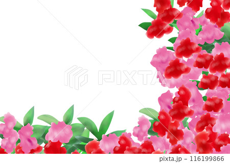 鳳仙花(ホウセンカ)の花のカード4 鳳仙花(ホウセンカ)の花のカード4 116199866